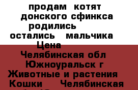 продам  котят  донского сфинкса родились 6.04.17 остались 2 мальчика  › Цена ­ 2 000 - Челябинская обл., Южноуральск г. Животные и растения » Кошки   . Челябинская обл.,Южноуральск г.